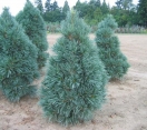 ´Vanderwolf´ Limber Pine